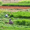 Los agricultores del cannabis en Marruecos siguen desconfiando de la legalización 