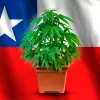 Chile promulga el derecho al autocultivo de cannabis medicinal 