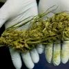 El Supremo de Ghana anula la legalización del cannabis no psicoactivo