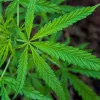 La Audiencia de Tenerife absuelve a un autocultivador de cannabis 