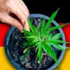 Alemania publica oficialmente el borrador de la ley del cannabis con todos los detalles