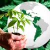 Esto es lo que ha pasado en Hispanoamérica con el cannabis en el último año 