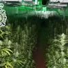 Cultivo de 460 plantas de marihuana