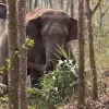 Un elefante salvaje descubre 3 kilos de opio ante la policía en China 