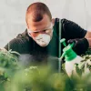 El 97% del cannabis ilegal de Canadá tiene pesticidas, el legal sólo un 6%