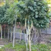 Absuelven a dos personas por un cultivo con 10 plantas de marihuana