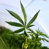 Curso Experto en Industria y Agronomía Digital del Cannabis 