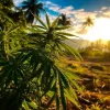 El Gobierno de las Islas Fiyi inicia un plan para legalizar el cannabis medicinal 