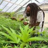 Barbados será el primero del Caribe en legalizar el cannabis para adultos