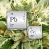 Un estudio relaciona el uso de cannabis con mayores niveles de metales tóxicos en el organismo