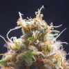 Descubren nuevos compuestos del cannabis que dan el olor característico a cada variedad 