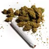 No hay marihuana adulterada con fentanilo, dice la Oficina del Cannabis de Nueva York 