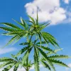 Lepe autoriza un cultivo legal de cannabis para fines medicinales