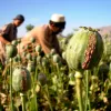 La producción de opio en Afganistán se reduce en un 95%