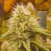 Los tres factores clave del cultivo: iluminación, humedad y temperatura 