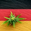Cambian el proyecto de legalización del cannabis alemán para hacerlo menos estricto