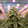 El Gobierno retomará el proyecto para regular el cannabis medicinal
