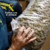 Ministerio de Interior le paga 395 mil euros a una empresa para destruir cultivos de cannabis en España