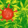 El cannabis evita el contagio del Covid-19 y sirve para el tratamiento de síntomas prolongados