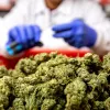 Panamá entrega las primeras licencias para producir cannabis medicinal