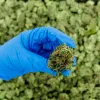 EEUU recomienda reclasificar al cannabis en la Lista III de sustancias prohibidas