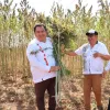 La primera cosecha comunitaria de cáñamo en México