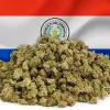 Paraguay realiza la primera exportación de flores de cáñamo