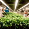 Uruguay: una empresa de cannabis europea despide a todos los trabajadores y desaparece del país