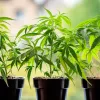 Costa Rica presentan un proyecto de ley para permitir el autocultivo de cannabis