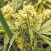 ¿Cuánta luz necesita el cannabis? Niveles óptimos de luz en el cultivo 