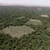 Advierten peligro de desaparición de un área protegida de Paraguay por el cultivo ilegal de cannabis