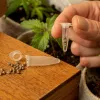 Comenzaron las ventas legales de clones y semillas de cannabis en Alemania