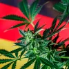 Realizan las primeras modificaciones a la legalización del cannabis en Alemania