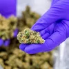 Arranca la extensión del programa piloto de Países Bajos para vender cannabis cultivado localmente