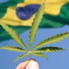 Brasil despenalizará la tenencia de cannabis o endurecerá las penas