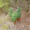 Macetas incautadas por la policia local de Sant Joan de Labritja