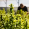 Por primera vez, Reino Unido tendrá productos medicinales con cannabis cultivado en el país