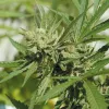 ¡Cosecha en julio!: la técnica de la floración forzada 