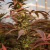 Argentina exportará sus primeras flores de cannabis a Europa y Australia