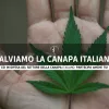 Empresarios cañameros de Italia buscan impedir la prohibición