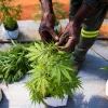 Sudáfrica entregó más de mil licencias productivas de cannabis