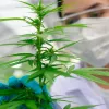 Pakistán oficializó la creación del ente regulador de la industria del cannabis