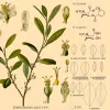 La coca estuvo presente en Europa 200 años antes de lo que se creía