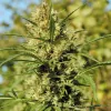 Plantas acaloradas: cómo detectar y combatir el estrés por calor 