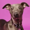 Descubren la eficacia del LSD para tratar la ansiedad en los perros