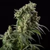 Cafe Racer Blimburn Seeds 