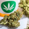 Costa Rica empezará a vender cannabis en las farmacias