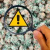 ¿Qué sustancias tóxicas contiene el cannabis del mercado ilícito de Europa?