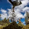 California destruyó más de 750 mil plantas de cannabis