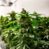 Uruguay aumenta las exportaciones de cannabis